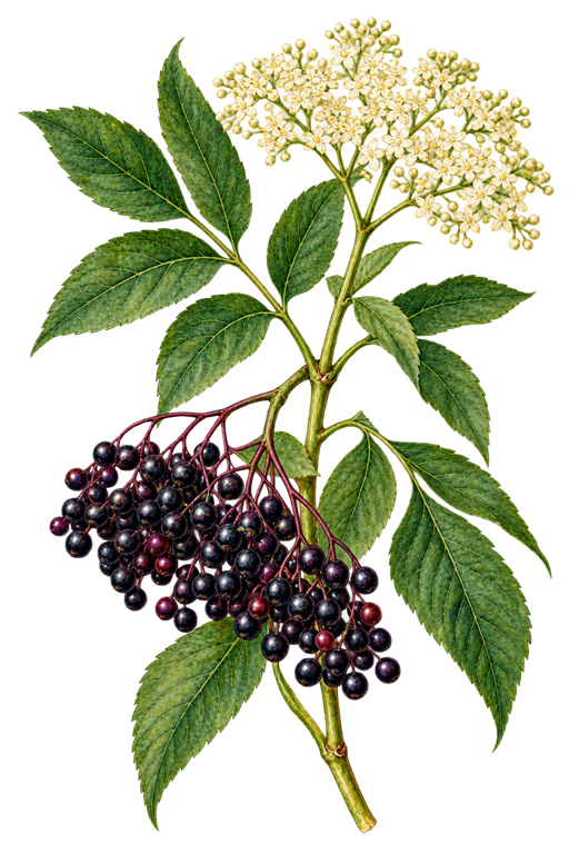 Botanical illustration of Sambucus nigra with elderberries