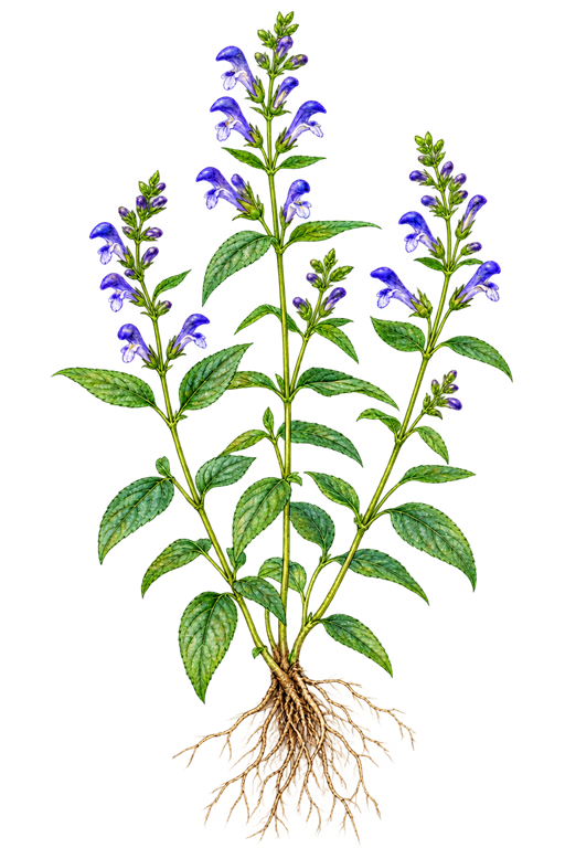 Botanical illustration of Scutellaria lateriflora